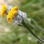 Hieracium villosum