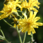 Hieracium prenanthoides