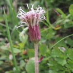 Homogyne discolor