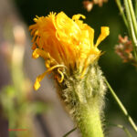 gen.Hypochoeris