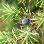 fam.CUPRESSACEAE