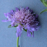 Knautia drymeia