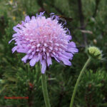 gen.Knautia