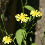 gen.Lapsana
