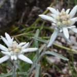 gen.Leontopodium