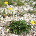 Leontodon hispidus