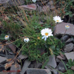 gen.Leucanthemopsis