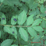 Lonicera nigra
