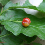 Lonicera alpigena
