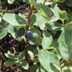 Lonicera coerulea
