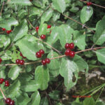 Lonicera xylosteum
