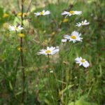 Matricaria inodora