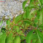 fam.VITACEAE