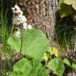 gen.Petasites