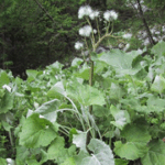 Petasites paradoxus