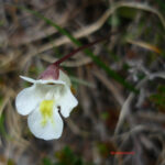 Pinguicula alpina
