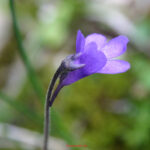 gen.Pinguicula