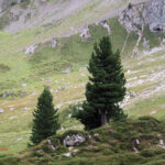 CONIFERE