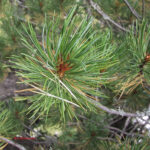 Pinus cembra