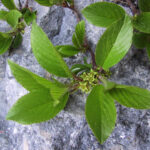 fam.RHAMNACEAE
