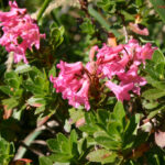 gen.Rhododendron