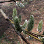 gen.Salix