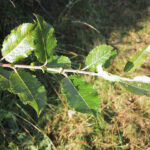 Salix caprea