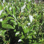 fam.SALICACEAE