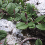 Salix reticulata