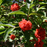 fam.CAPRIFOLIACEAE