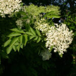 Sambucus nigra