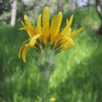 gen.Scorzonera