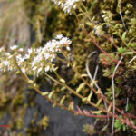 Sedum album