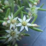 Sedum hispanicum