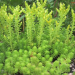 fam.CRASSULACEAE