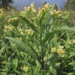 Senecio nemorensis