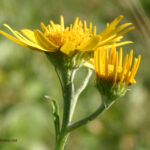 gen.Senecio