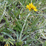 Senecio incanus