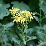 Senecio rupestris