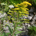 Solidago gigantea