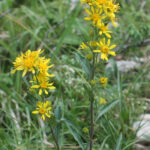 gen.Solidago