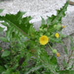 Sonchus oleraceus
