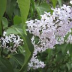 gen.Syringa