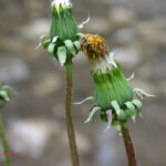 gen.Taraxacum