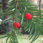 fam.TAXACEAE