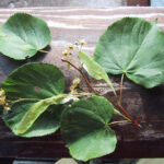 fam.TILIACEAE