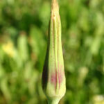 gen.Tragopogon