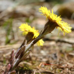 gen.Tussilago