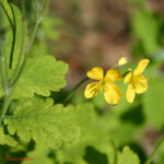 gen.Chelidonium