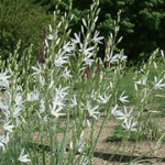 Antericum liliago